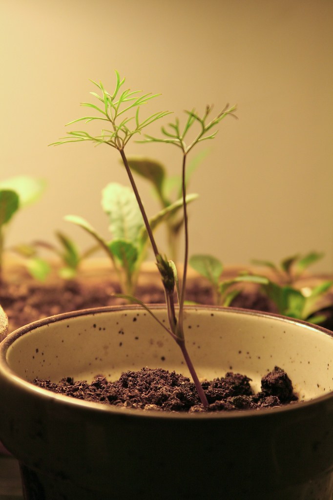 herb garden on kitchen windowsill