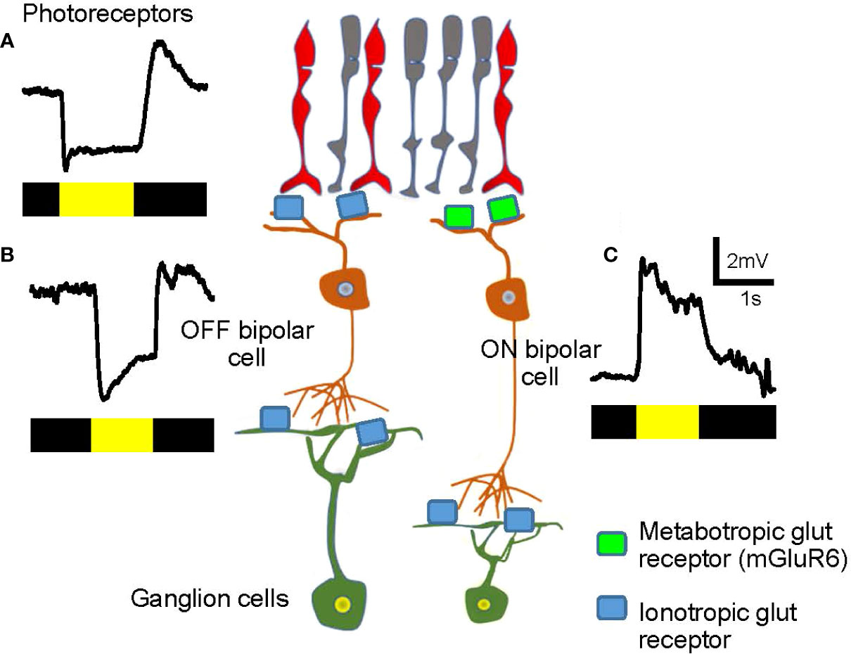 neurons illuminated by light