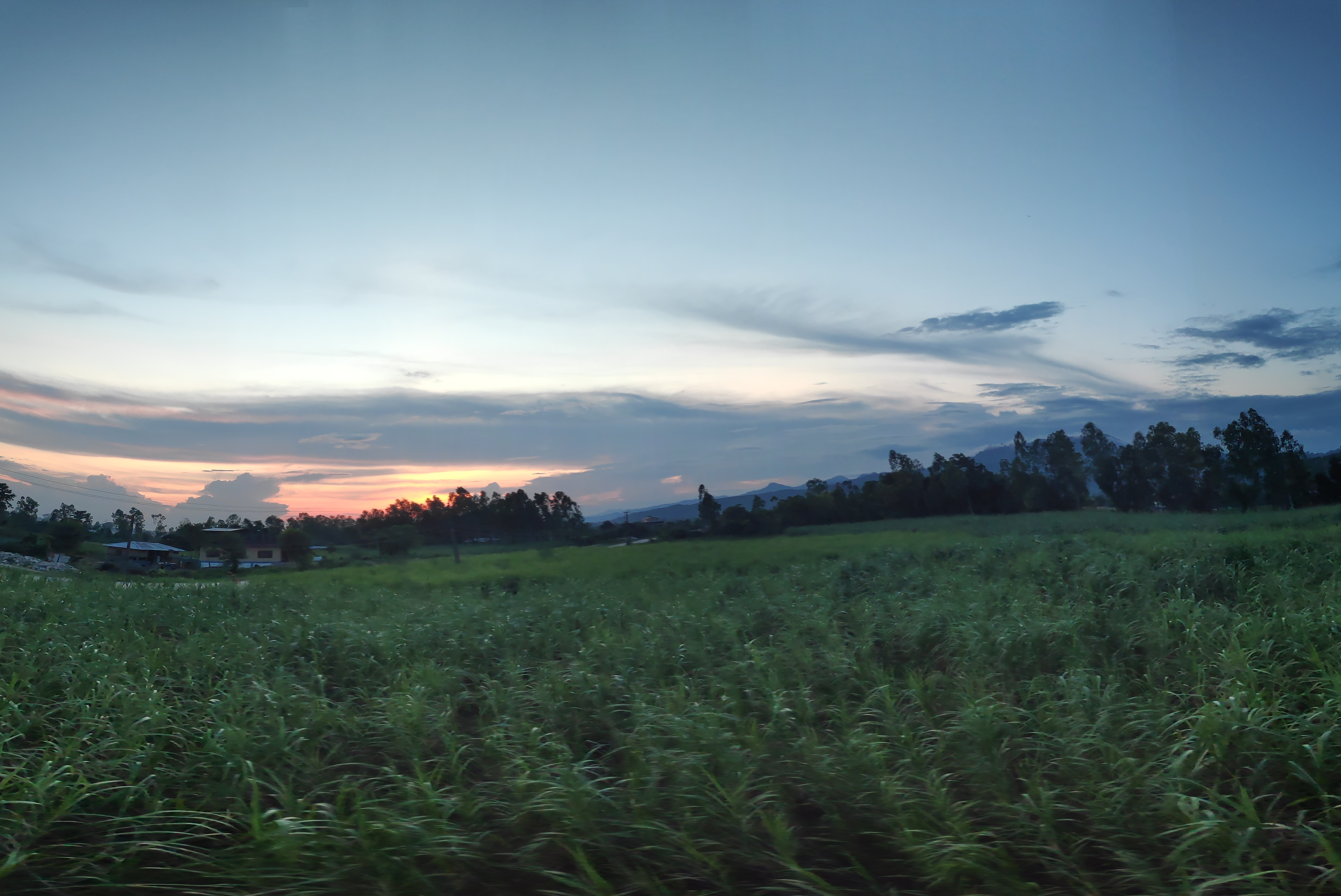 sugarcane field sunset