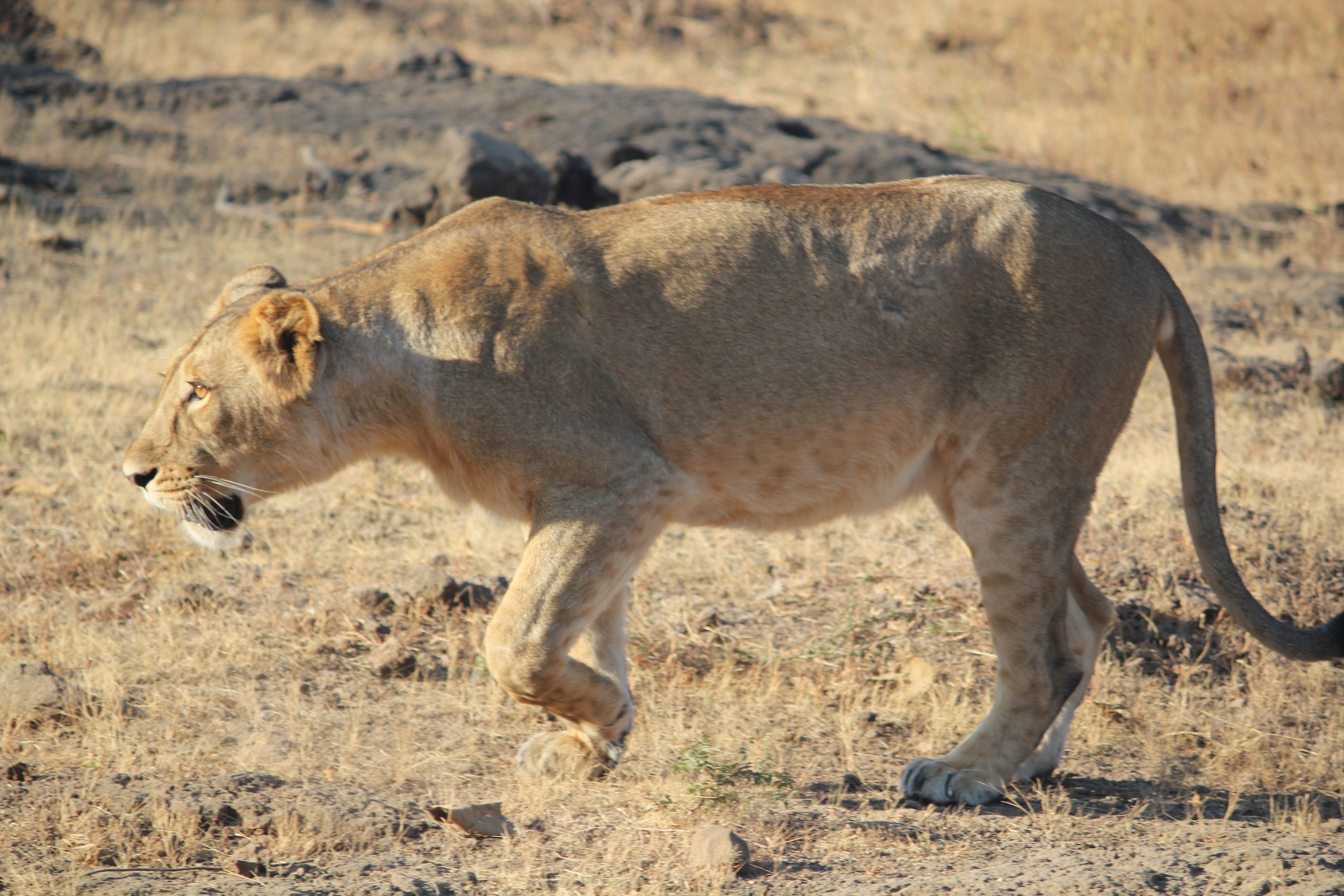 Gujarat wildlife sanctuary