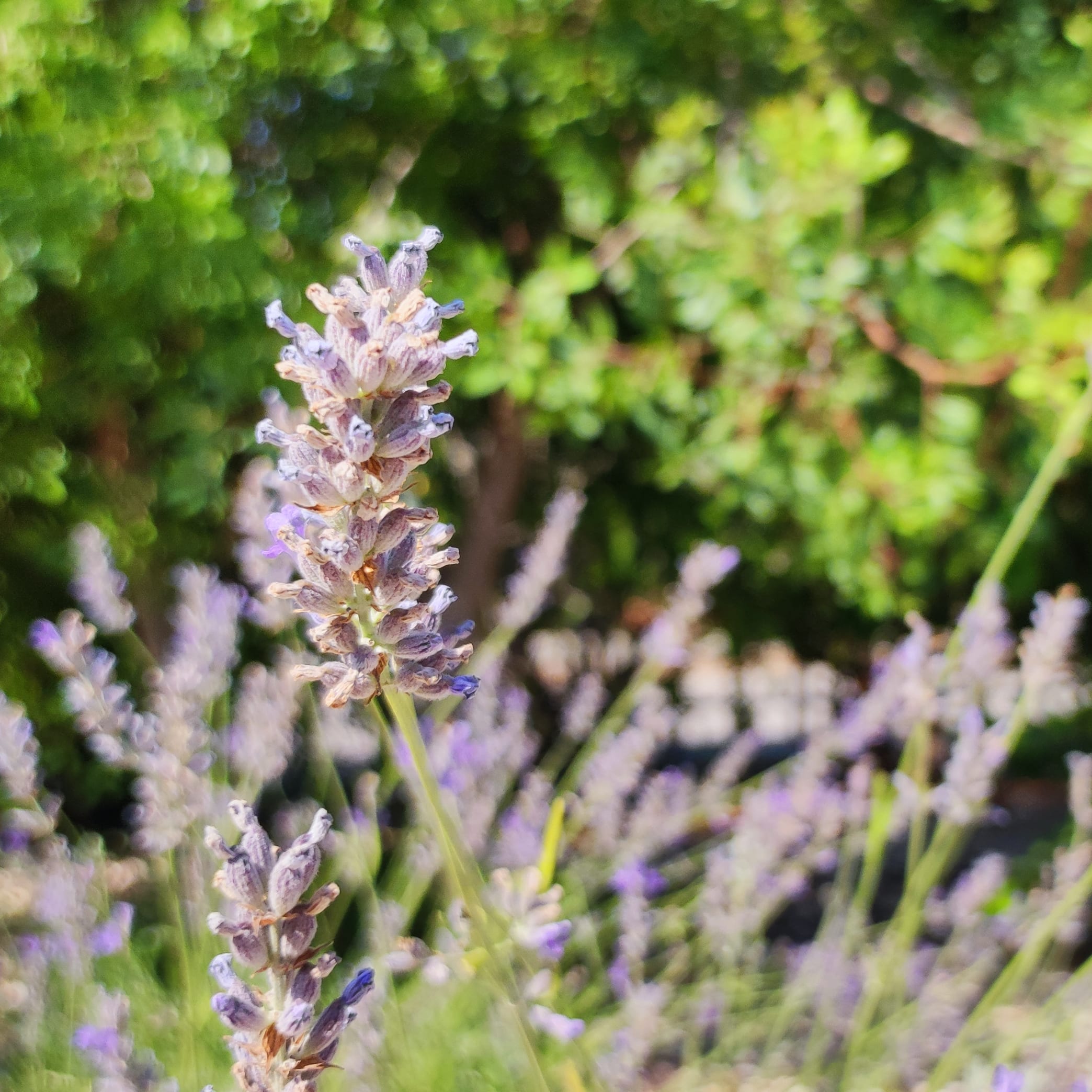 Foto de ambiente o comunidad.