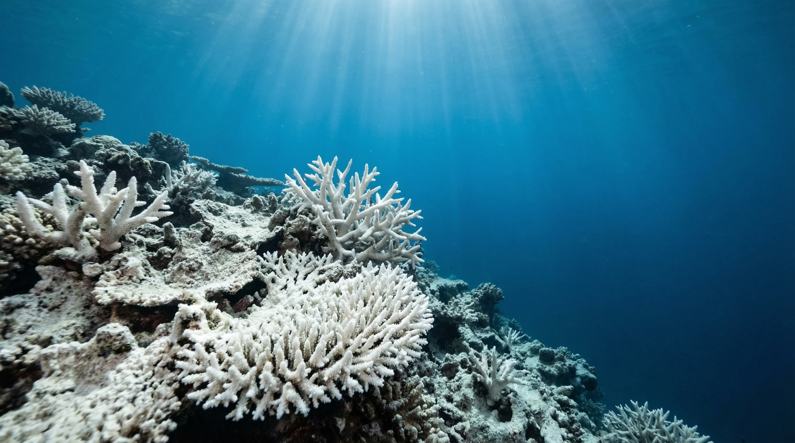 Bleached coral reef showing extensive white patches due to severe bleaching from record ocean heat
