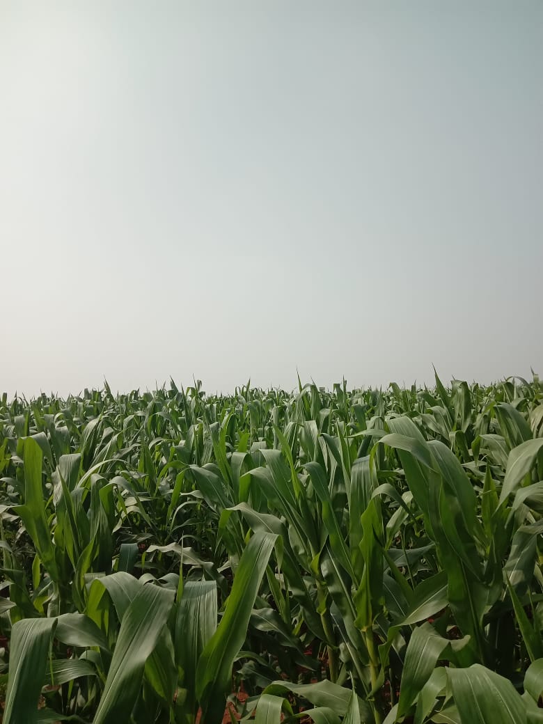 Cabbage, Corn, Vegetables