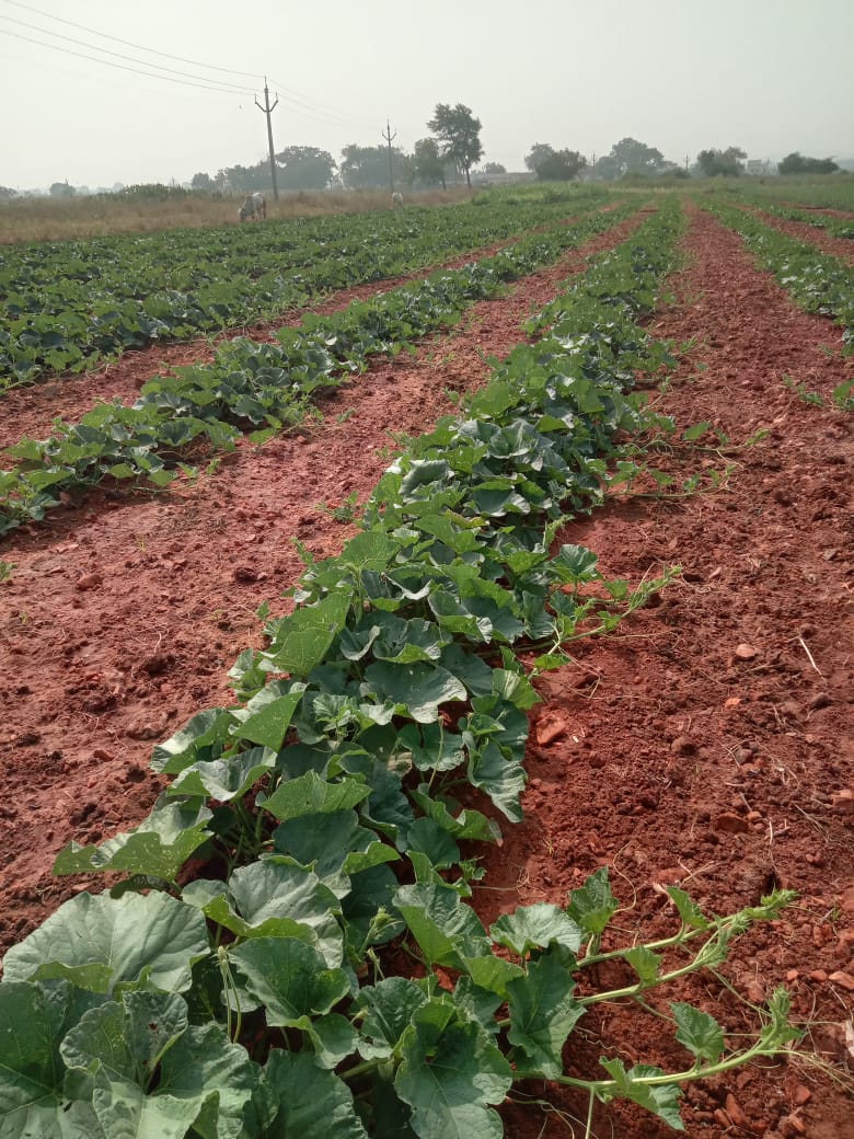 Cabbage, Corn, Vegetables