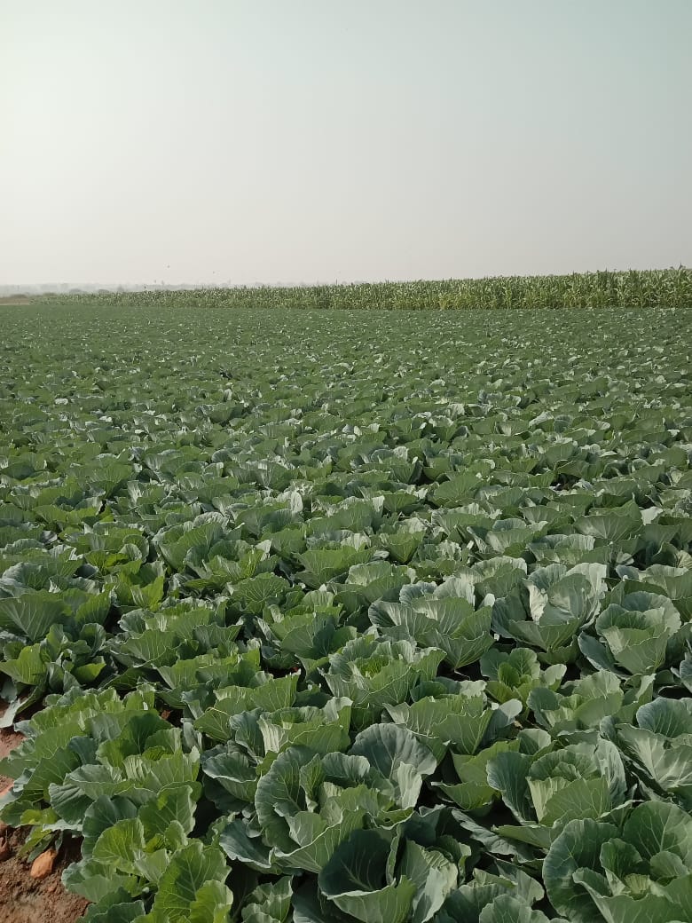 Cabbage, Corn, Vegetables