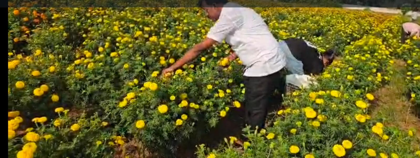 Kanakambaram (కనకాంబరం) & Banti / Marigold (బంతి పువ్వు) & Chamanti / Chrysanthemum (చామంతి పువ్వు)