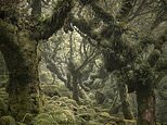 england-–-or-center-earth?-skilled-photographer-richard-searle-catches-enchanting-previous-timberlands