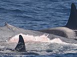 orcas-are-situated-to-remove-in-addition-to-eat-blue-whales,-researchers-report