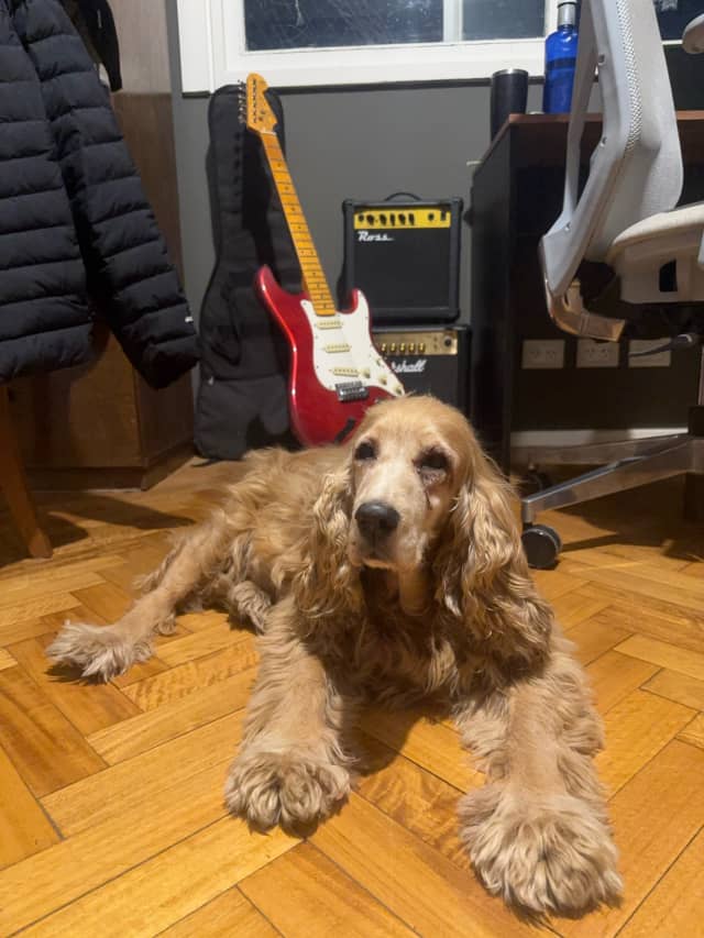 Un perro sobre el parquet, Buenos Aires