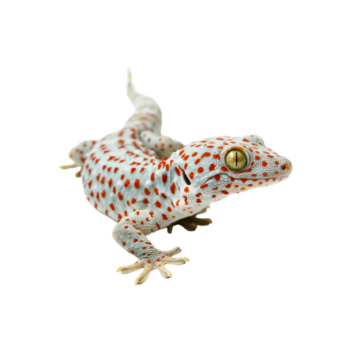Tokay Gecko
