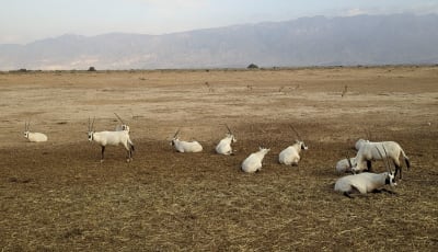 Yotvata Hai-Bar Nature Reserve