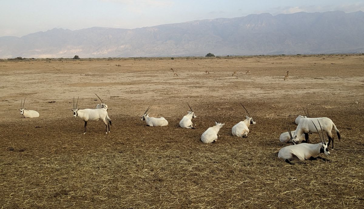 Yotvata Hai-Bar Nature Reserve