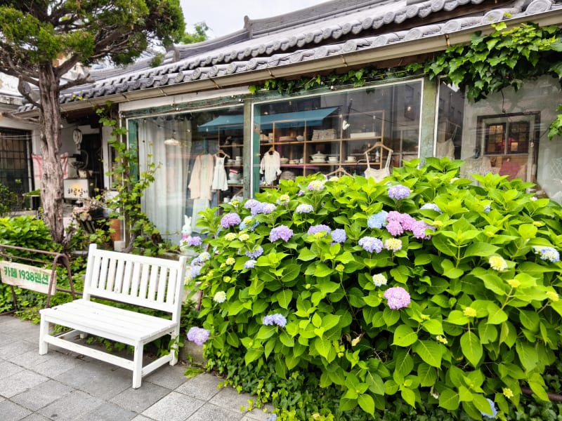 A single white wooden chair next to blooming hydrangeas in a quiet alley of Jeonju Hanok Village
