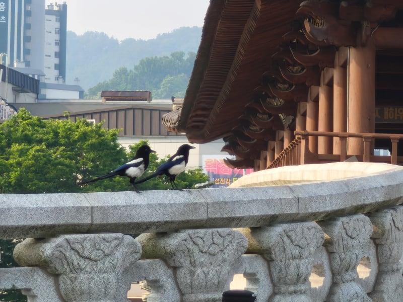 Magpies at Namcheon Bridge Two magpies resting at the entrance of Namcheon Bridge in the morning light