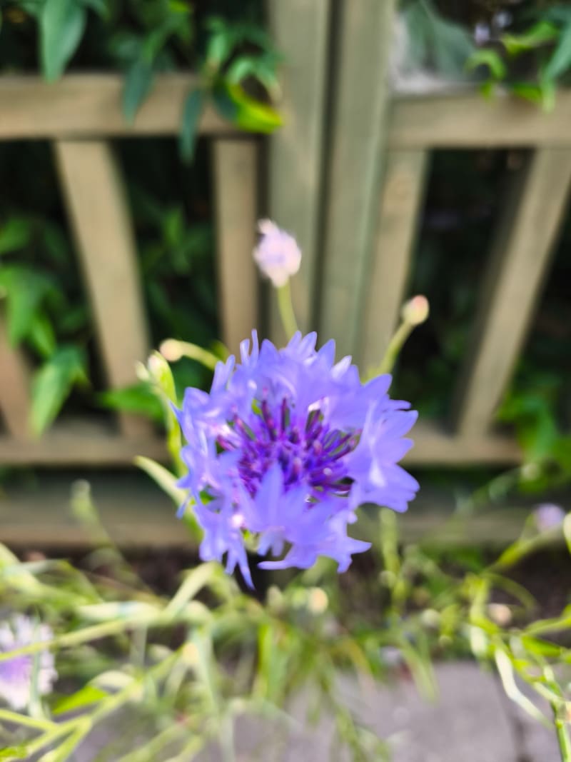 Nameless Purple Flower A resilient, nameless small purple flower growing from a crack in the stone pavement