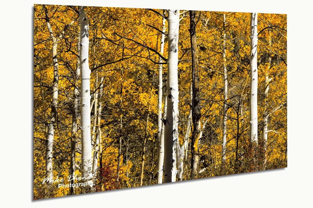 aspen-trees-colorado-fall-foliage-landscape