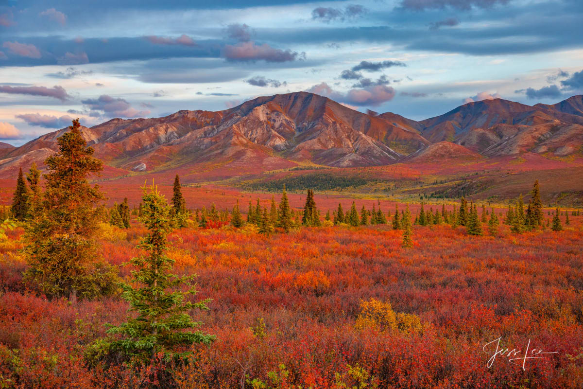 Denali National Park tundra landscape