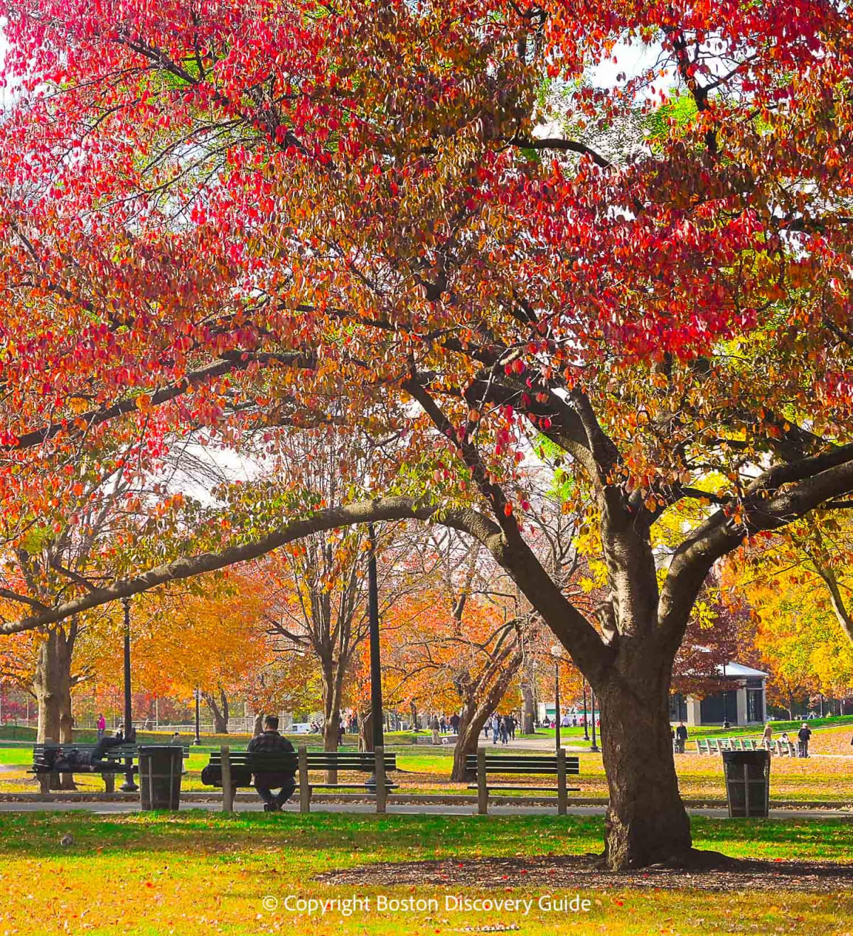 Boston Logan Airport fall foliage
