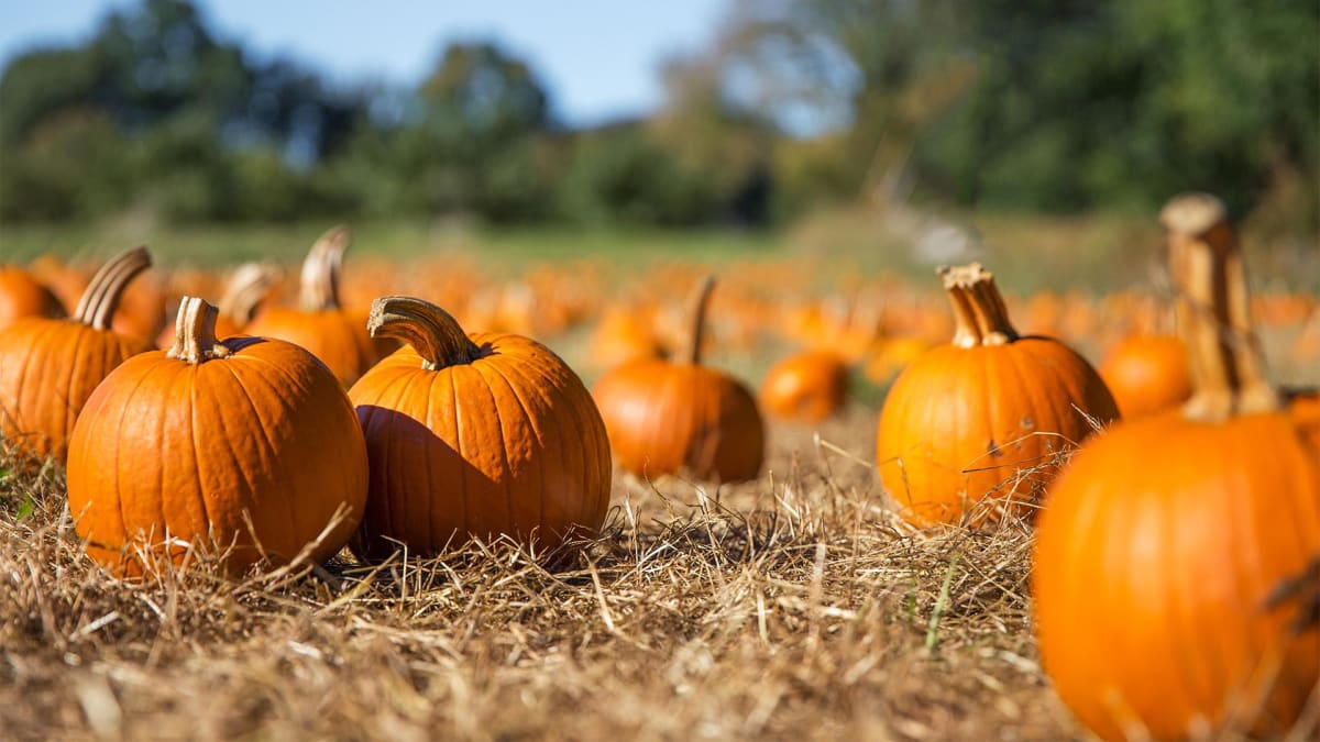 pumpkin patch fall season