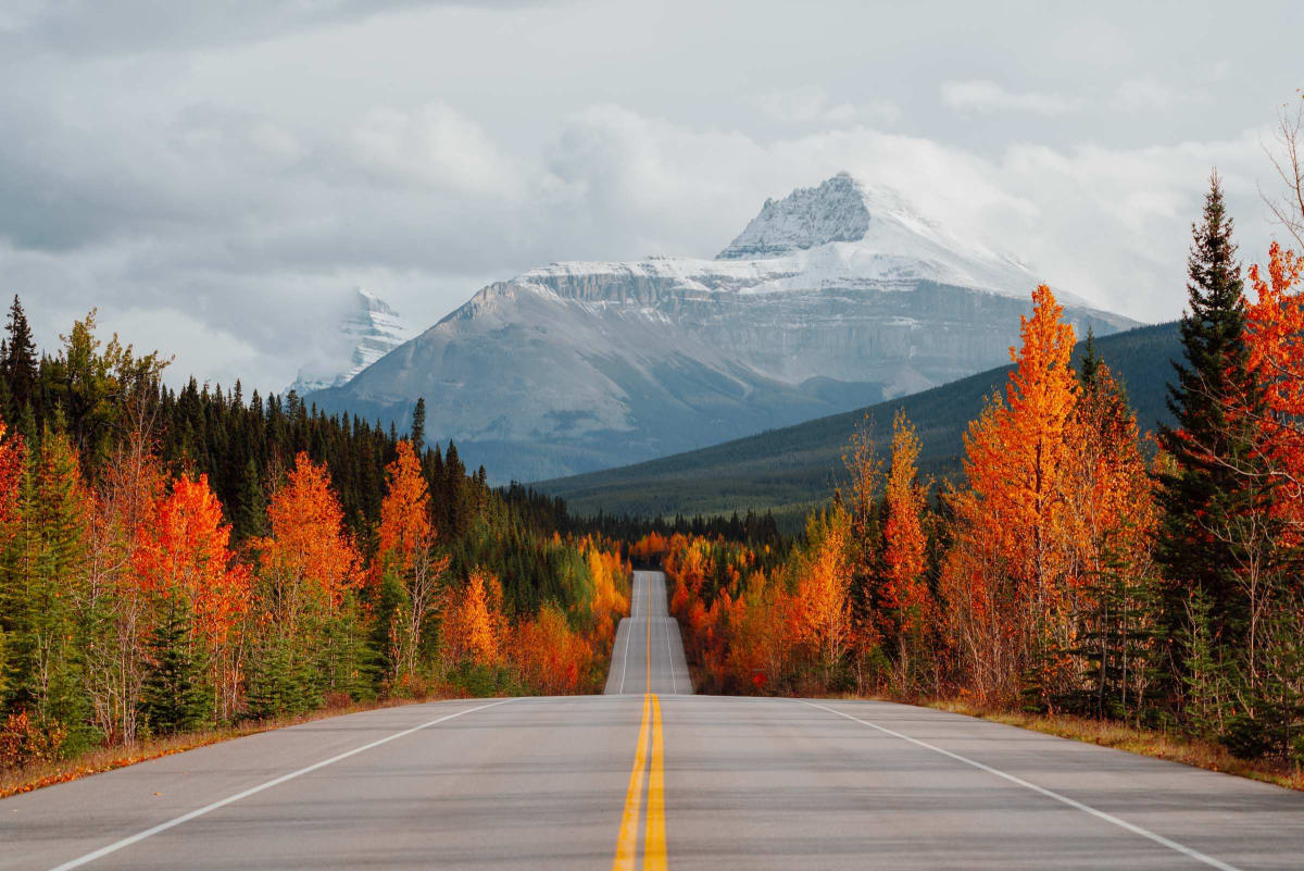 Icefields Parkway fall foliage Canadian Rockies