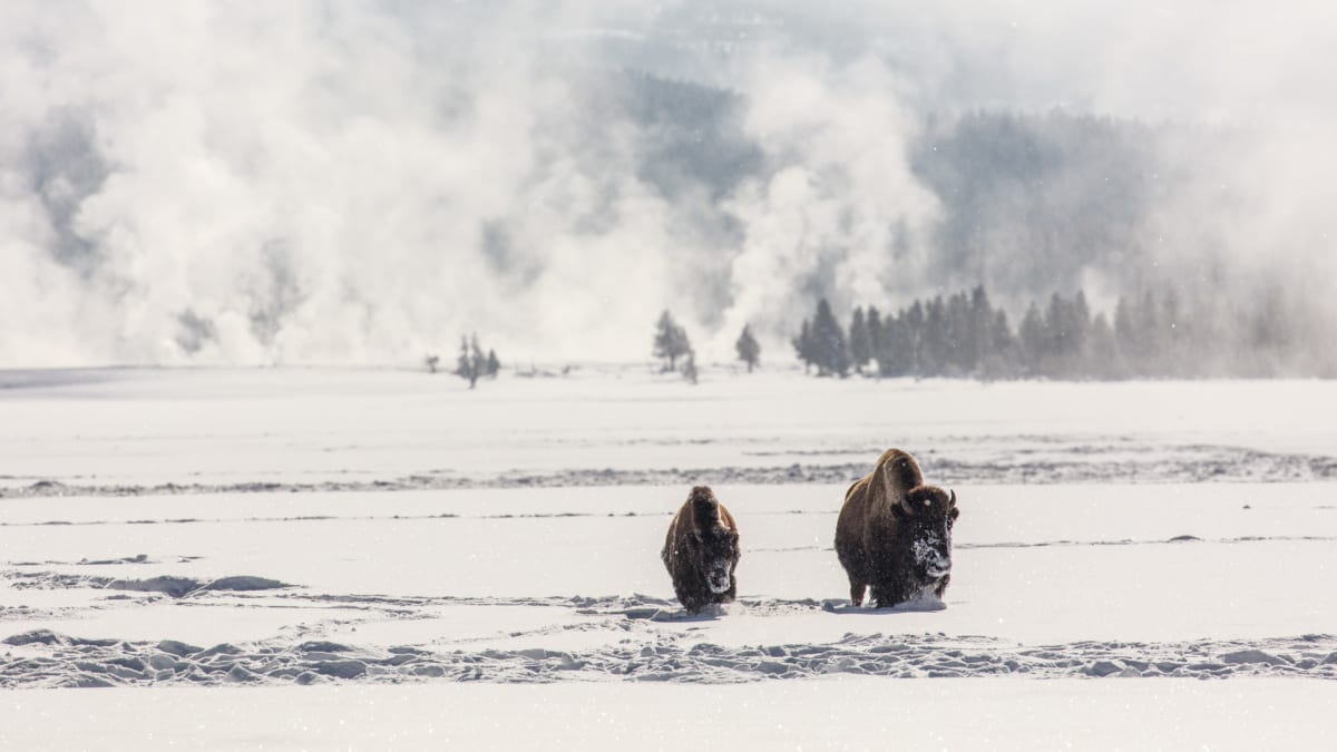 Yellowstone National Park winter bison steam