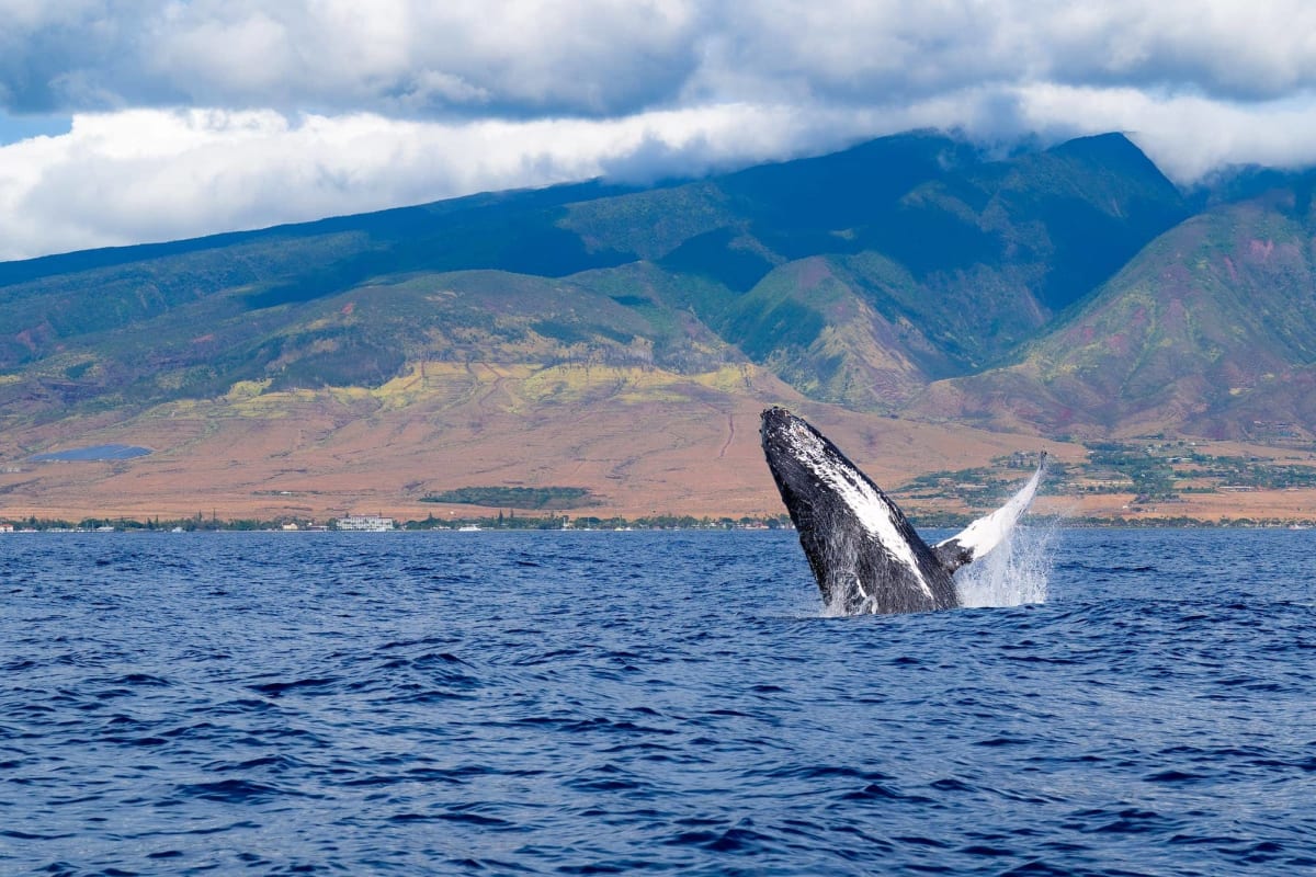 Maui Hawaii whale watching December