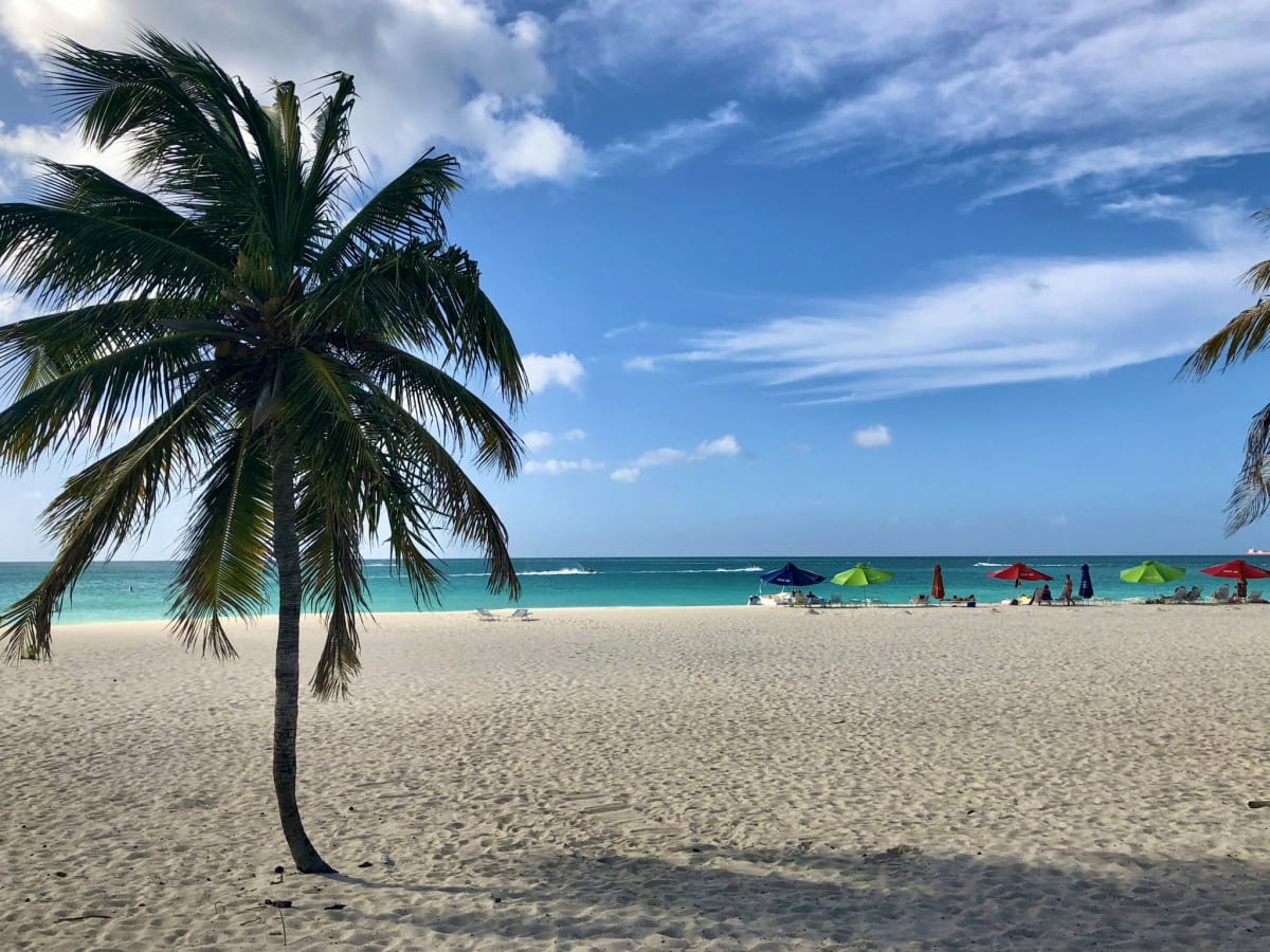 Aruba Eagle Beach palm trees December