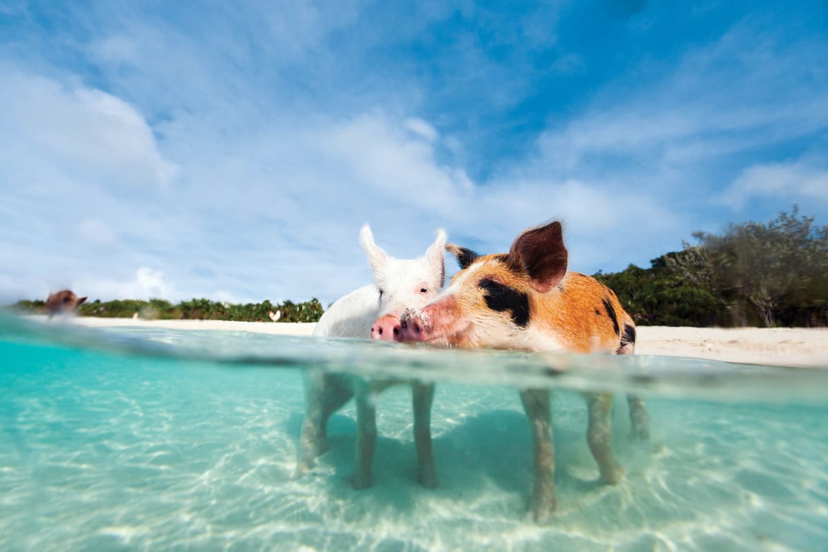 Exuma Bahamas swimming pigs turquoise water