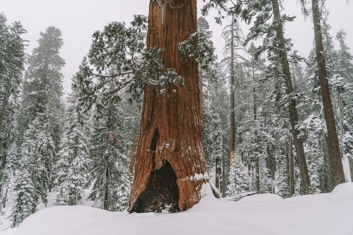 Sequoia trees snow winter