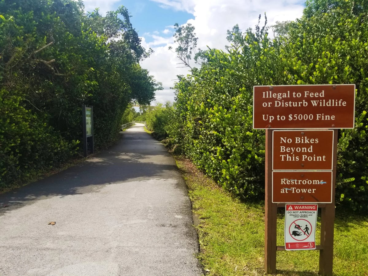 Everglades alligator winter trail
