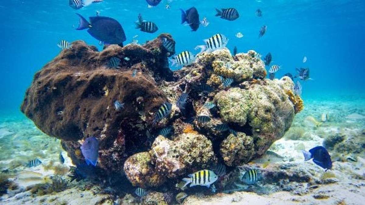 Cozumel coral reef snorkeling clear water fish