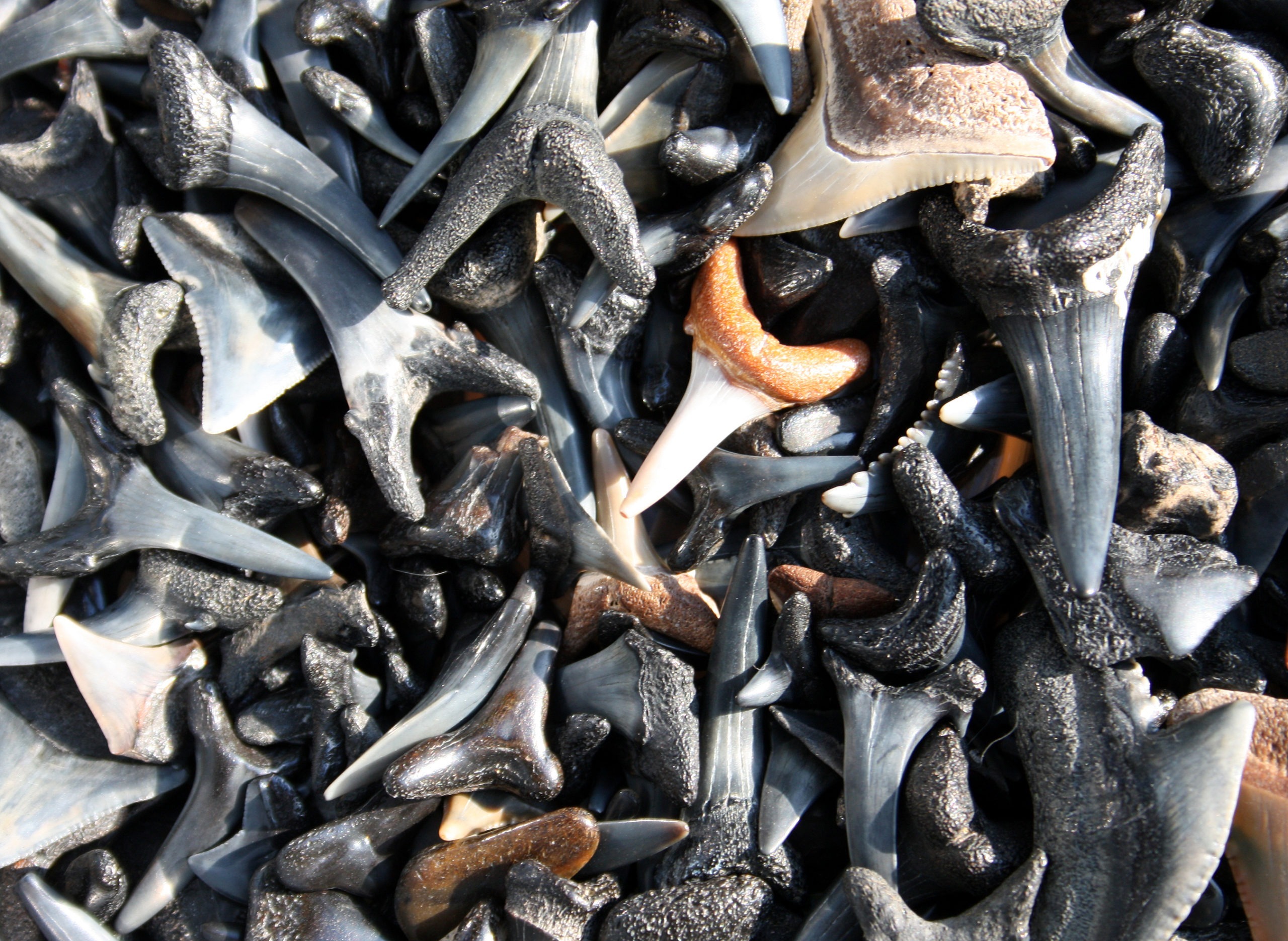 Venice Florida beach shark teeth