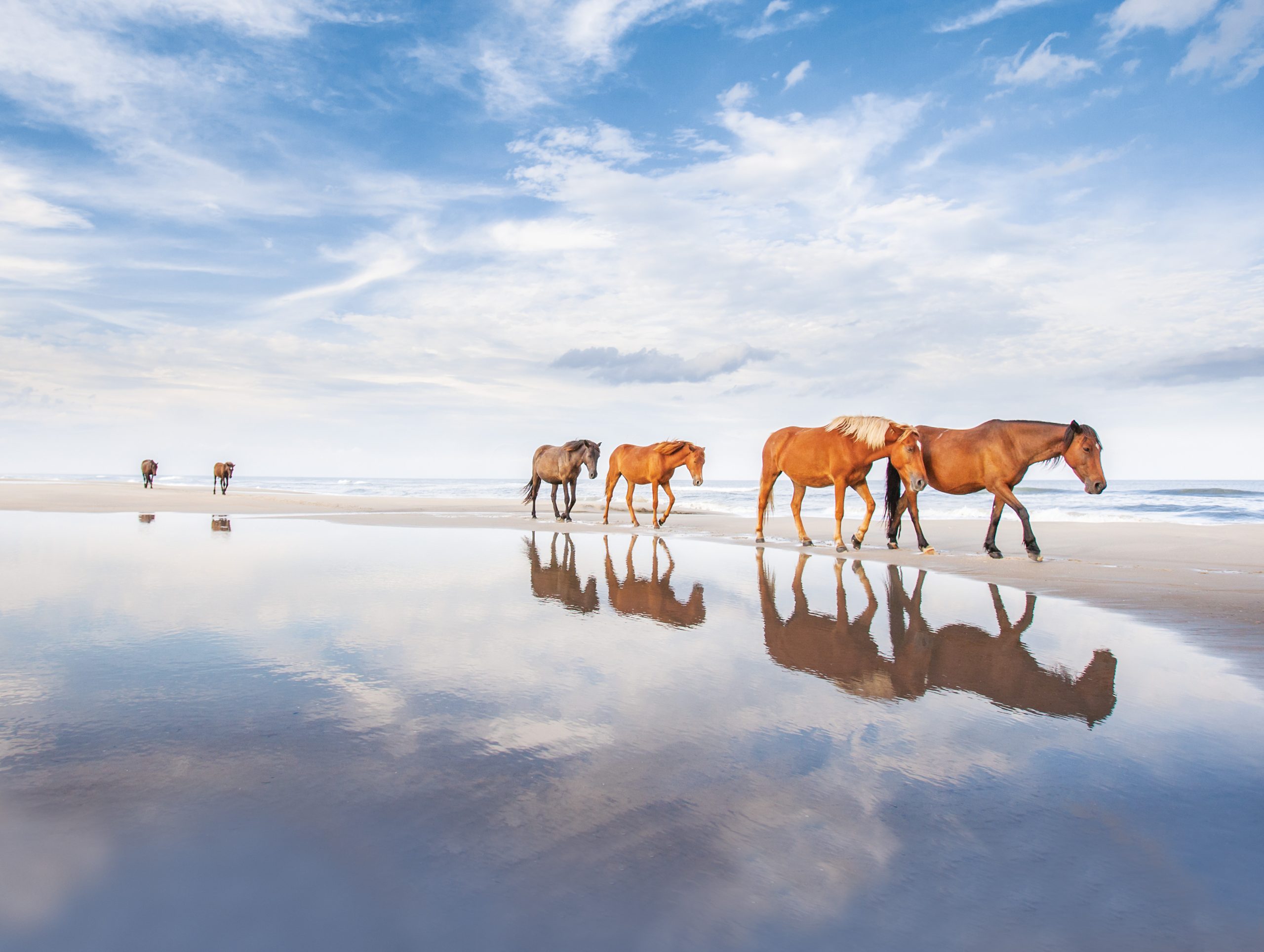 Corolla North Carolina beachfront bungalows wild horses dunes