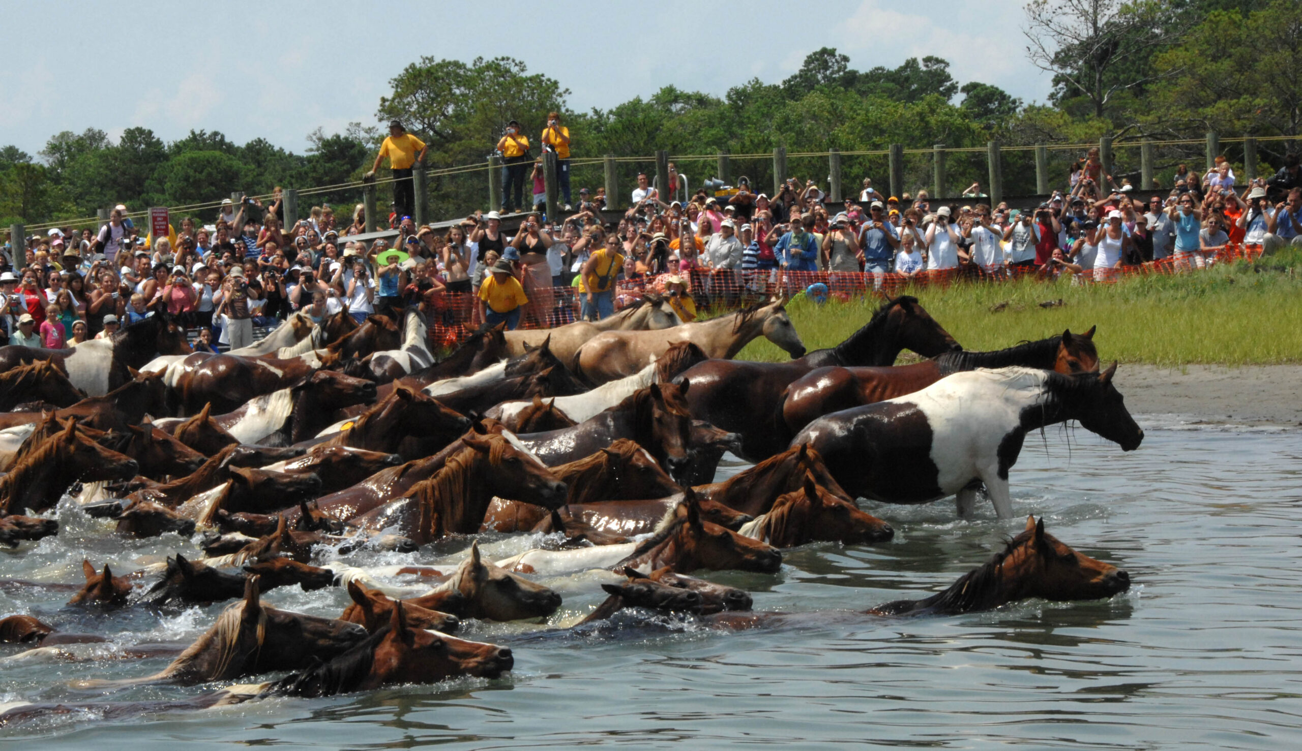 Chincoteague wild ponies
