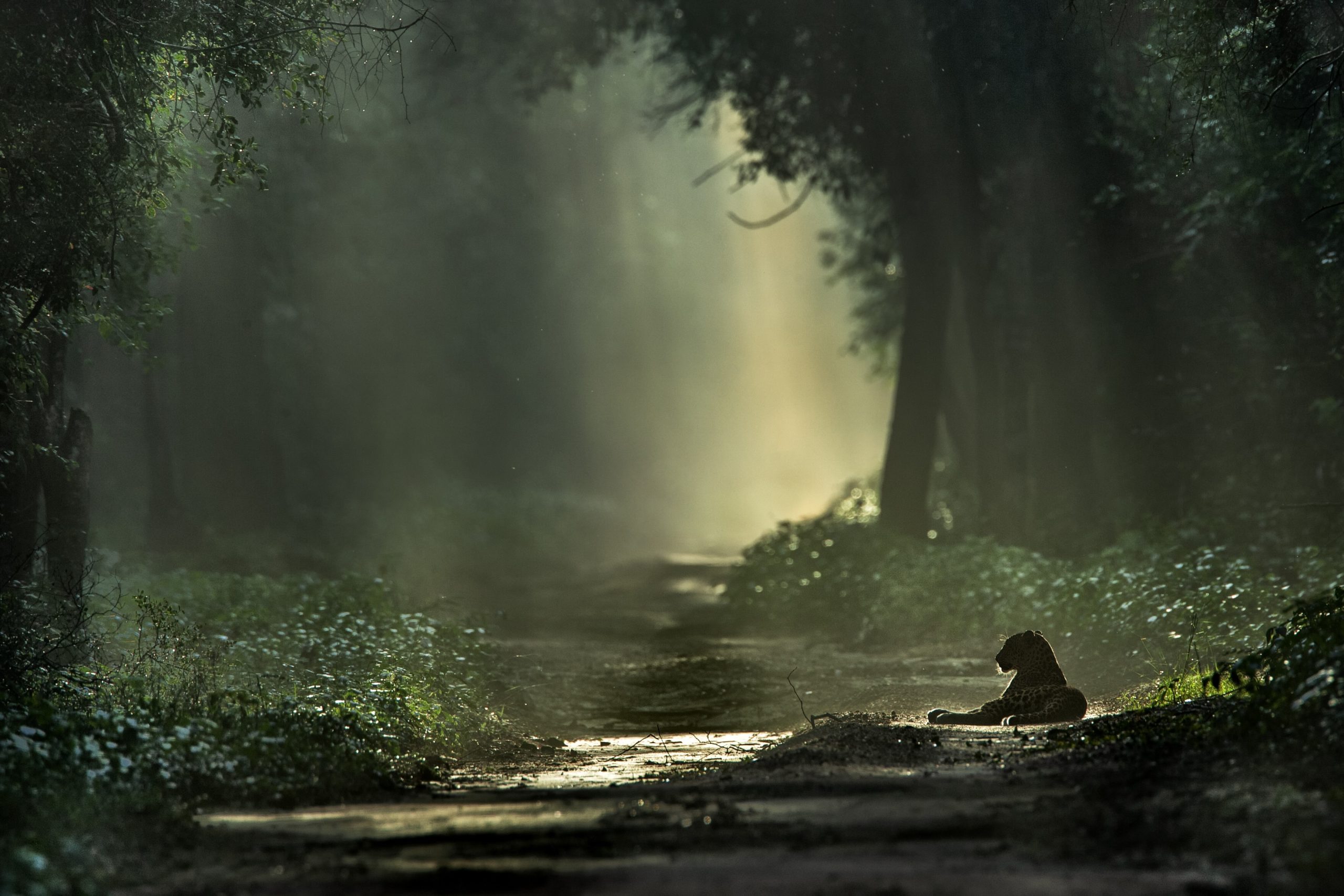 wildlife photography in a forest