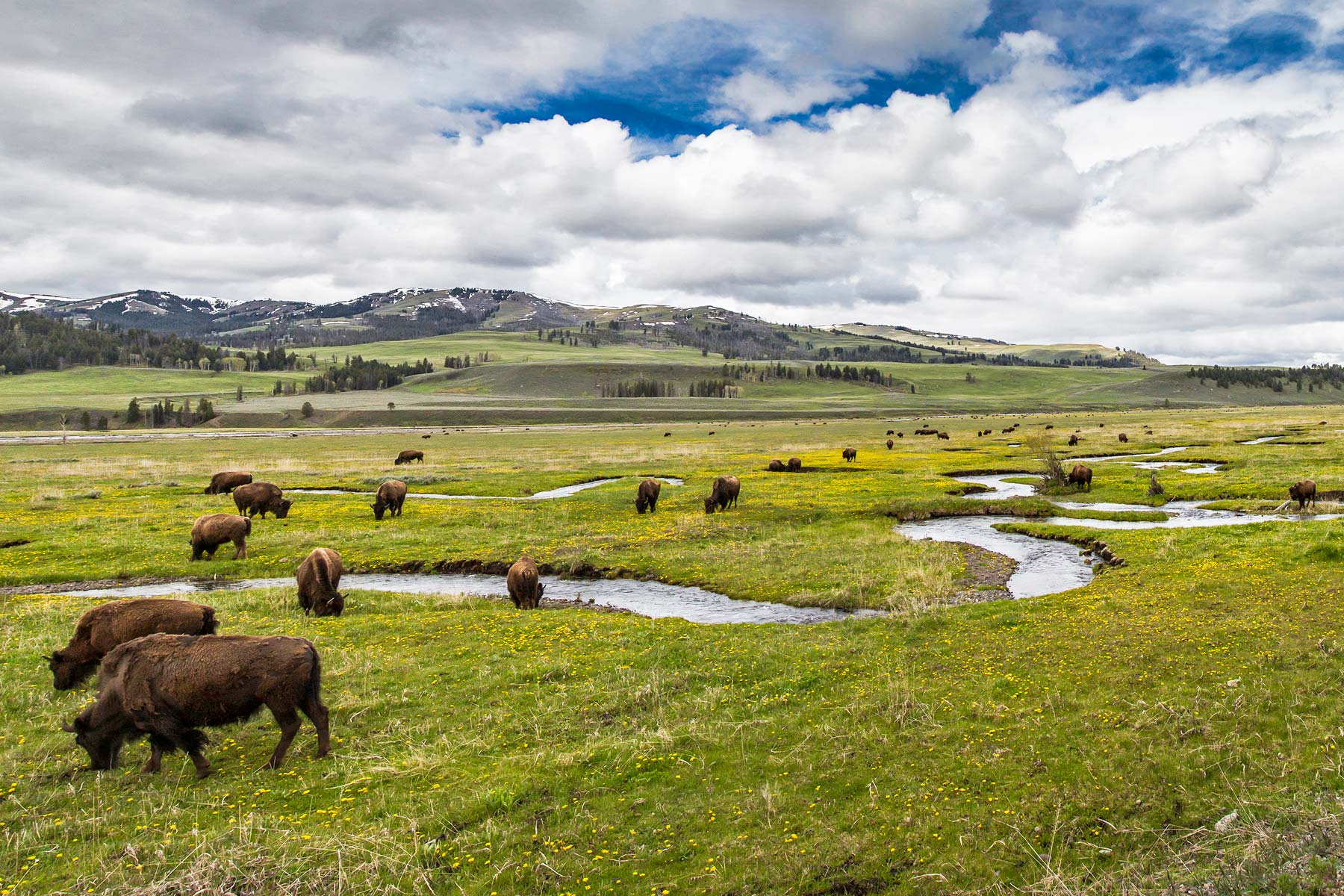 yellowstone lamar valley wildlife