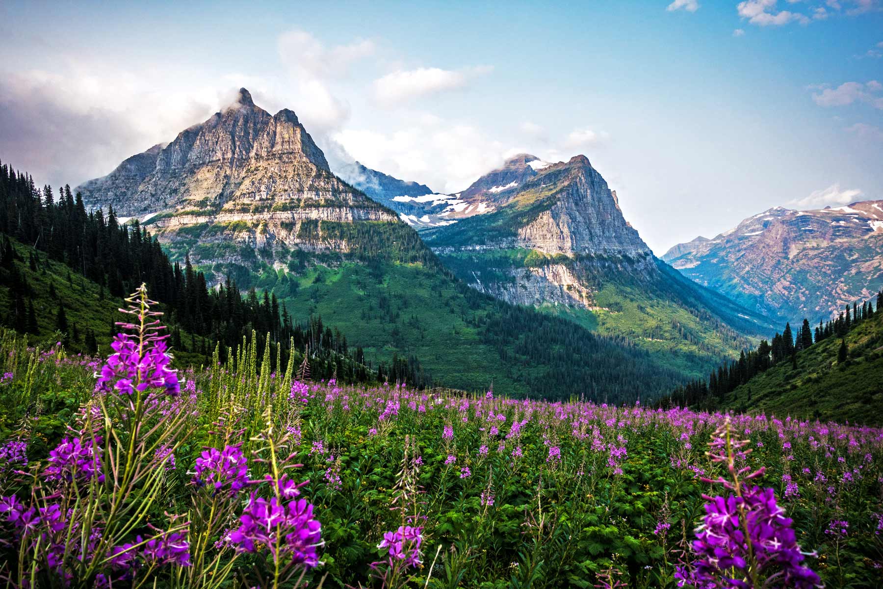 glacier national park summer alpine meadows
