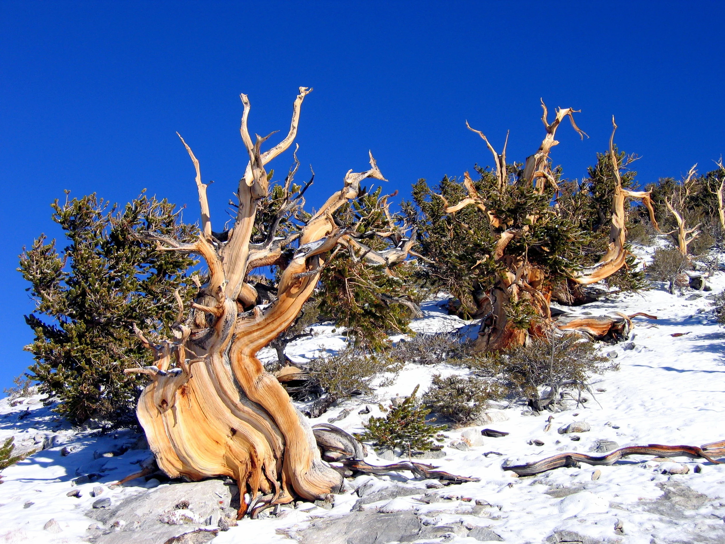 great basin national park bristlecone pine