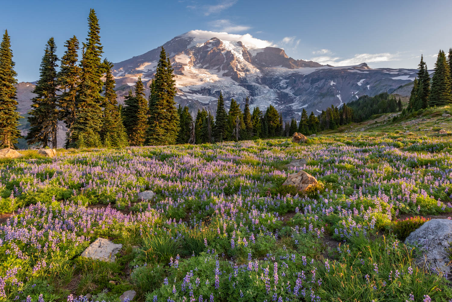 mount rainier wildflower meadow
