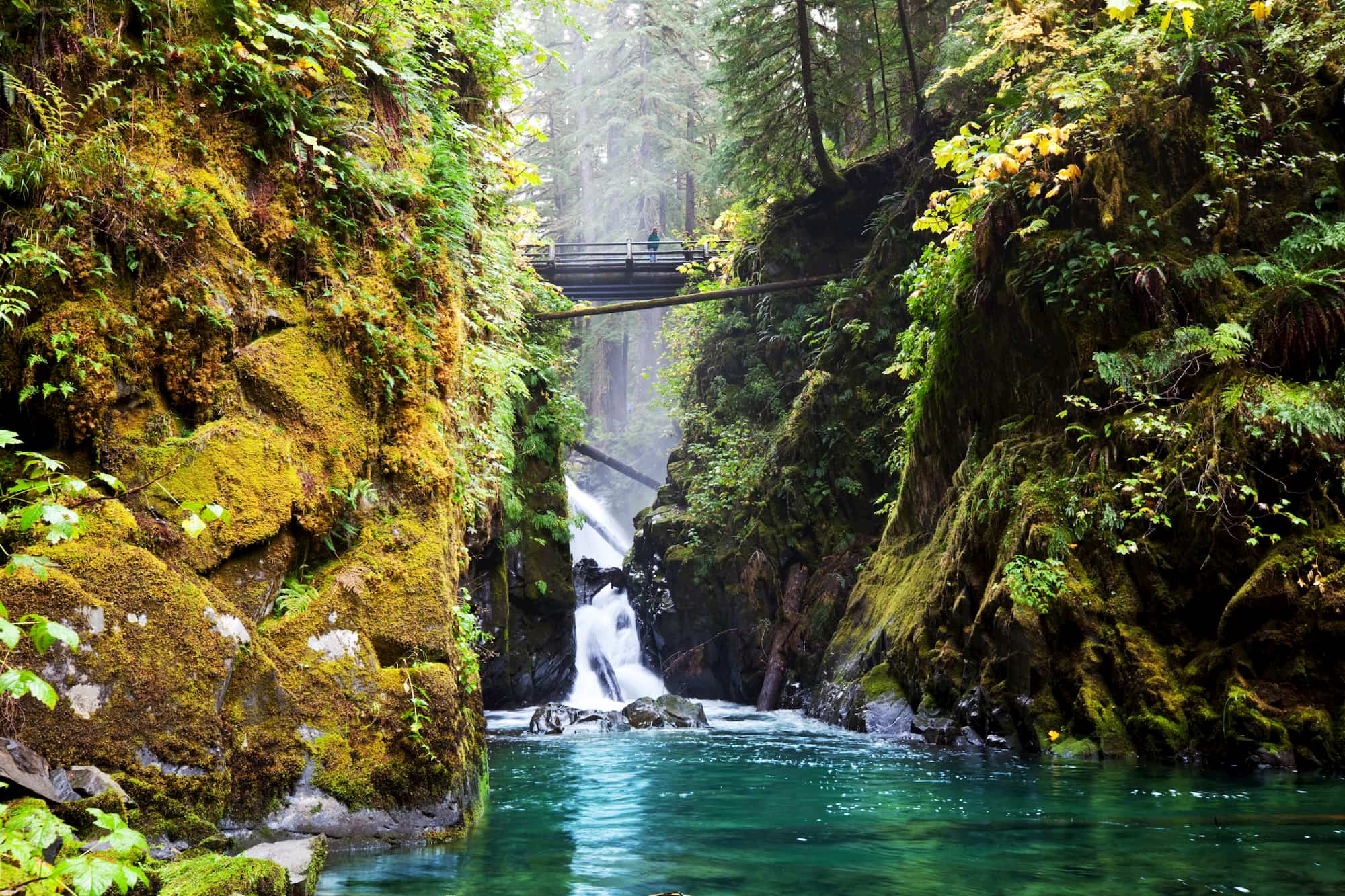 olympic national park rainforest