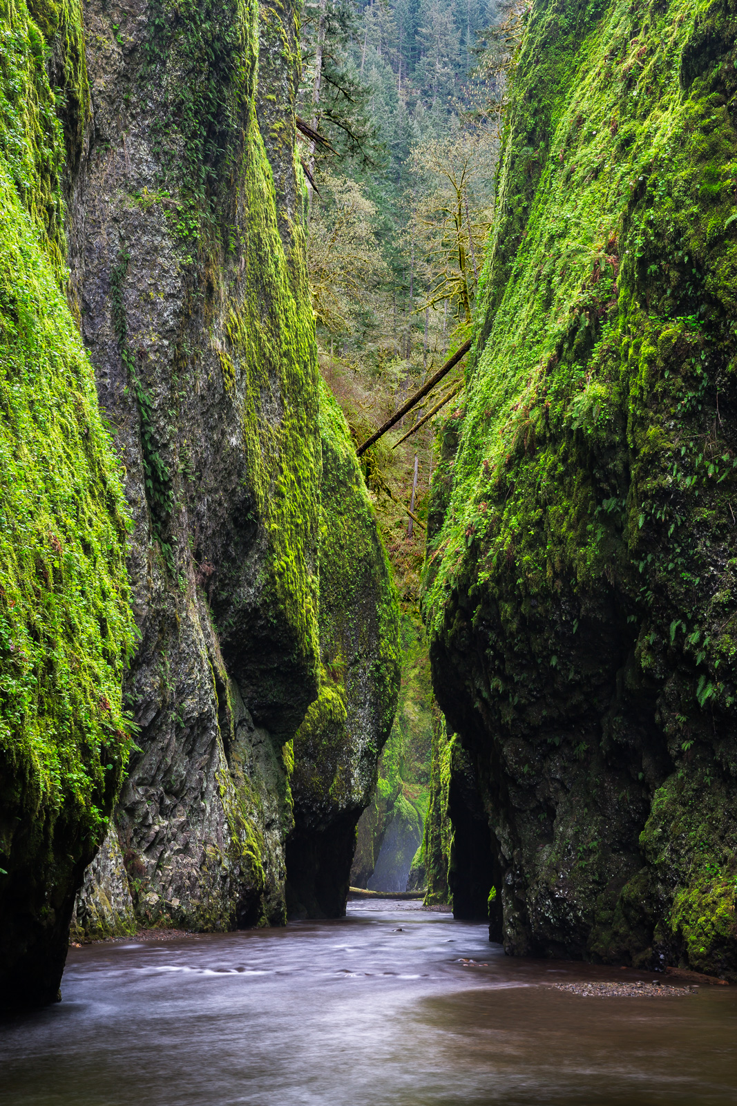 Oneonta Gorge