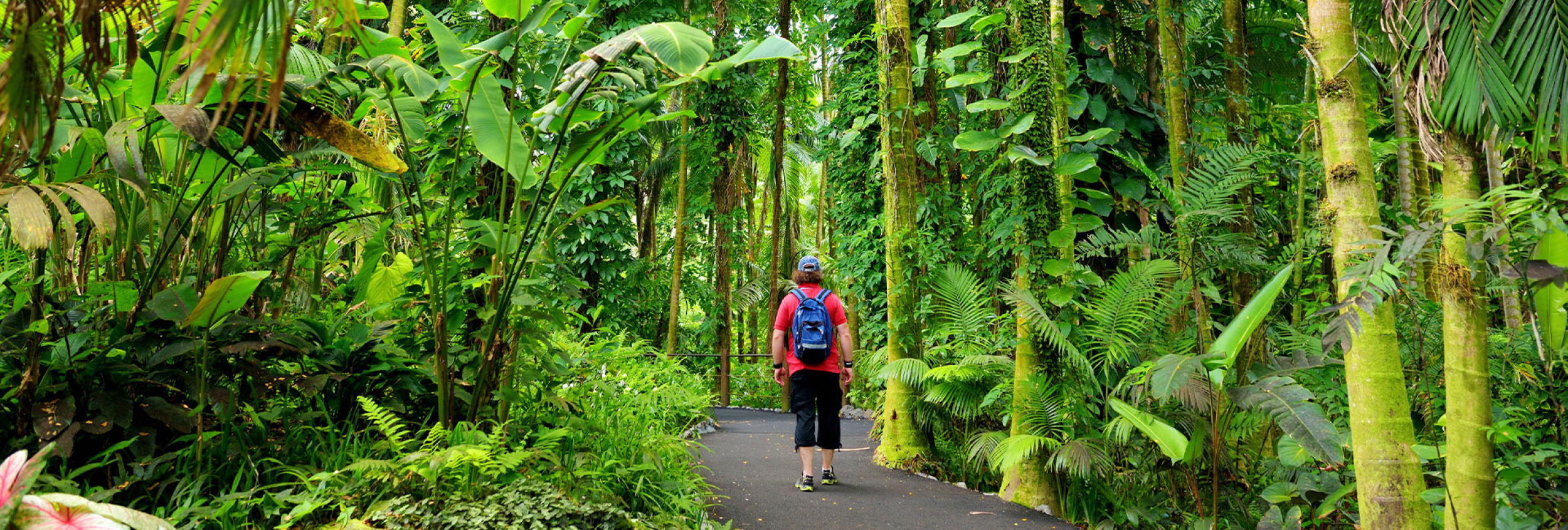hawaii-rainforest-hiking-trail