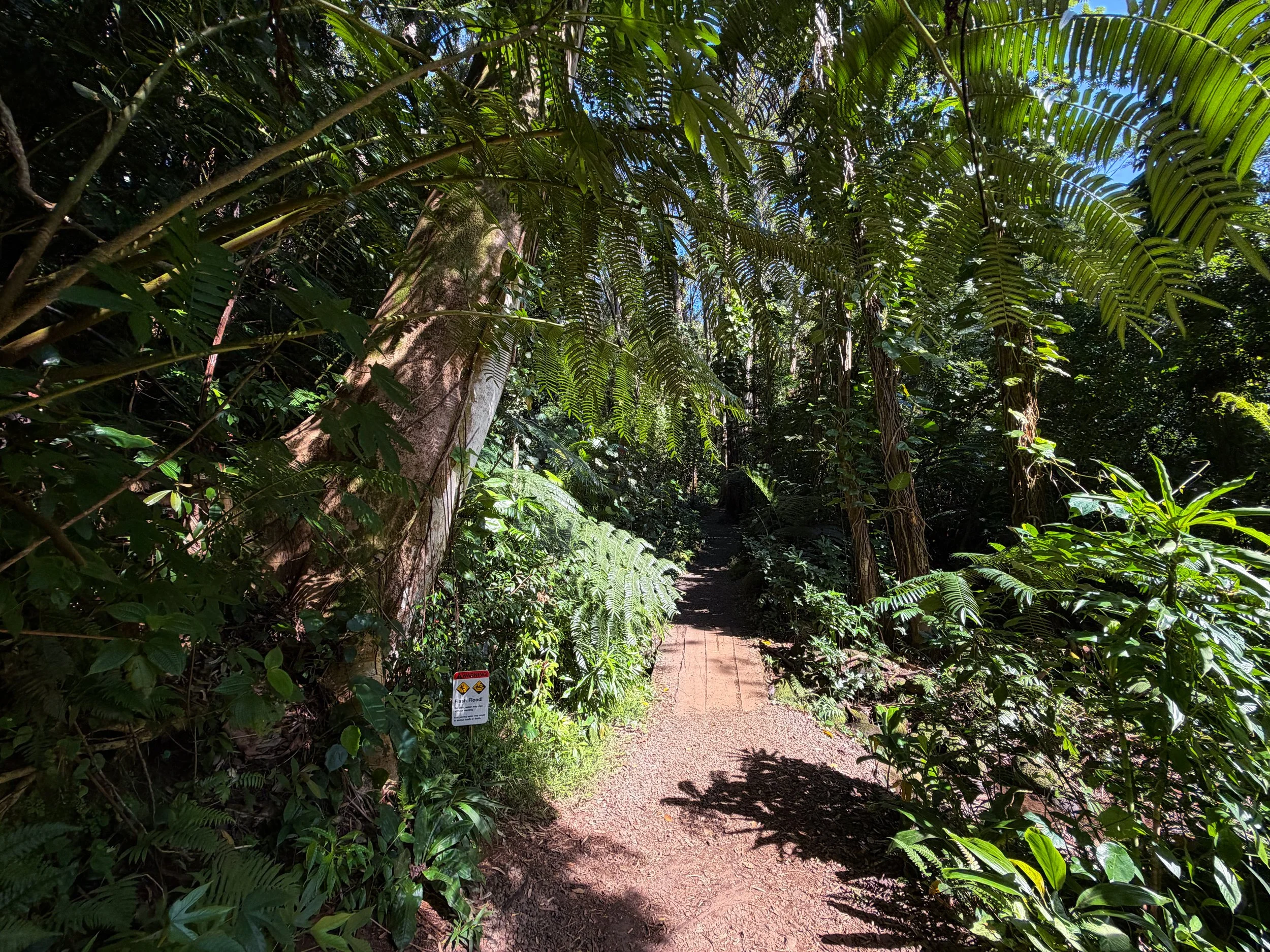 Kahuwaiiki Falls rainforest