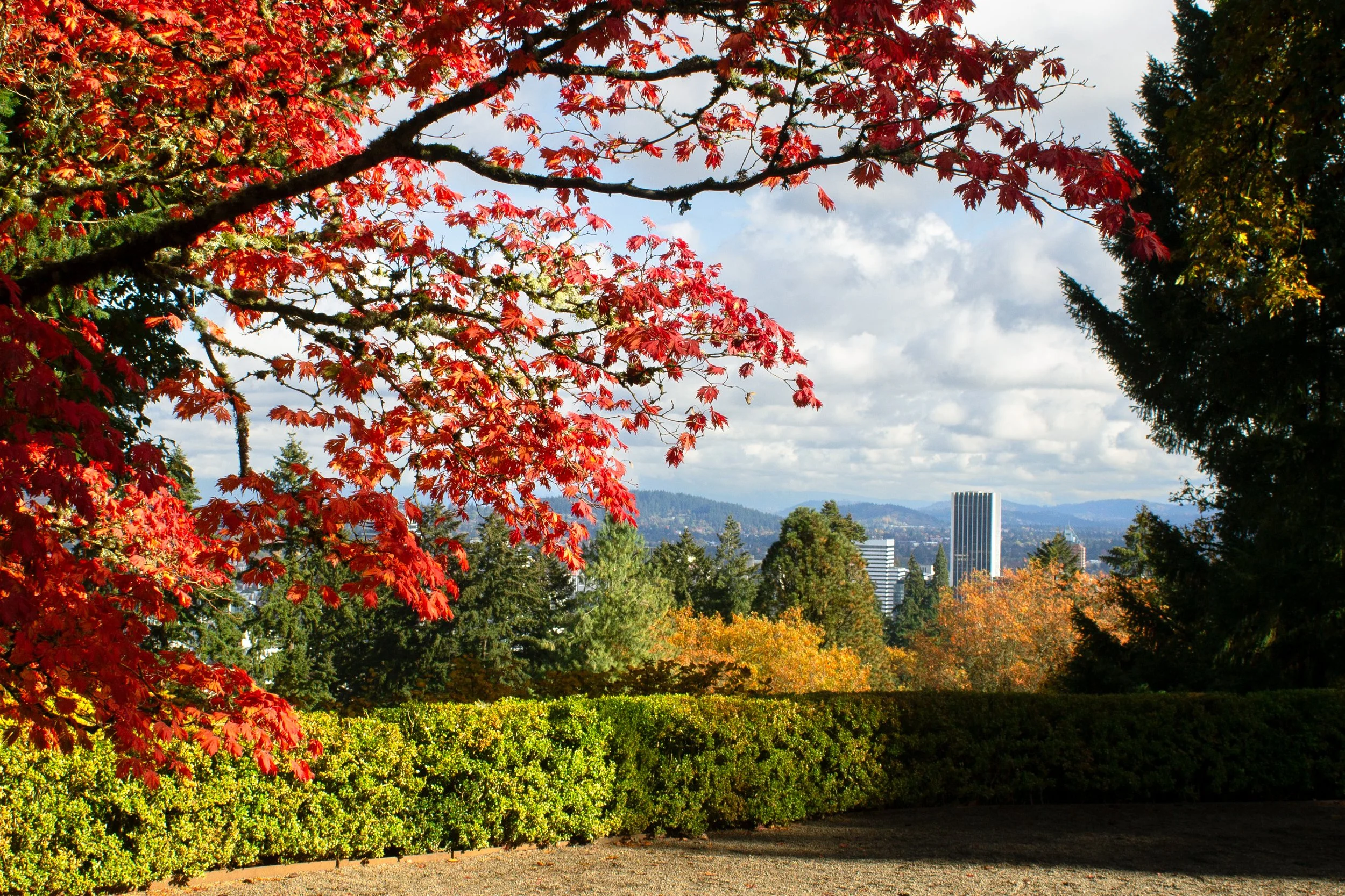 portland oregon fall trees