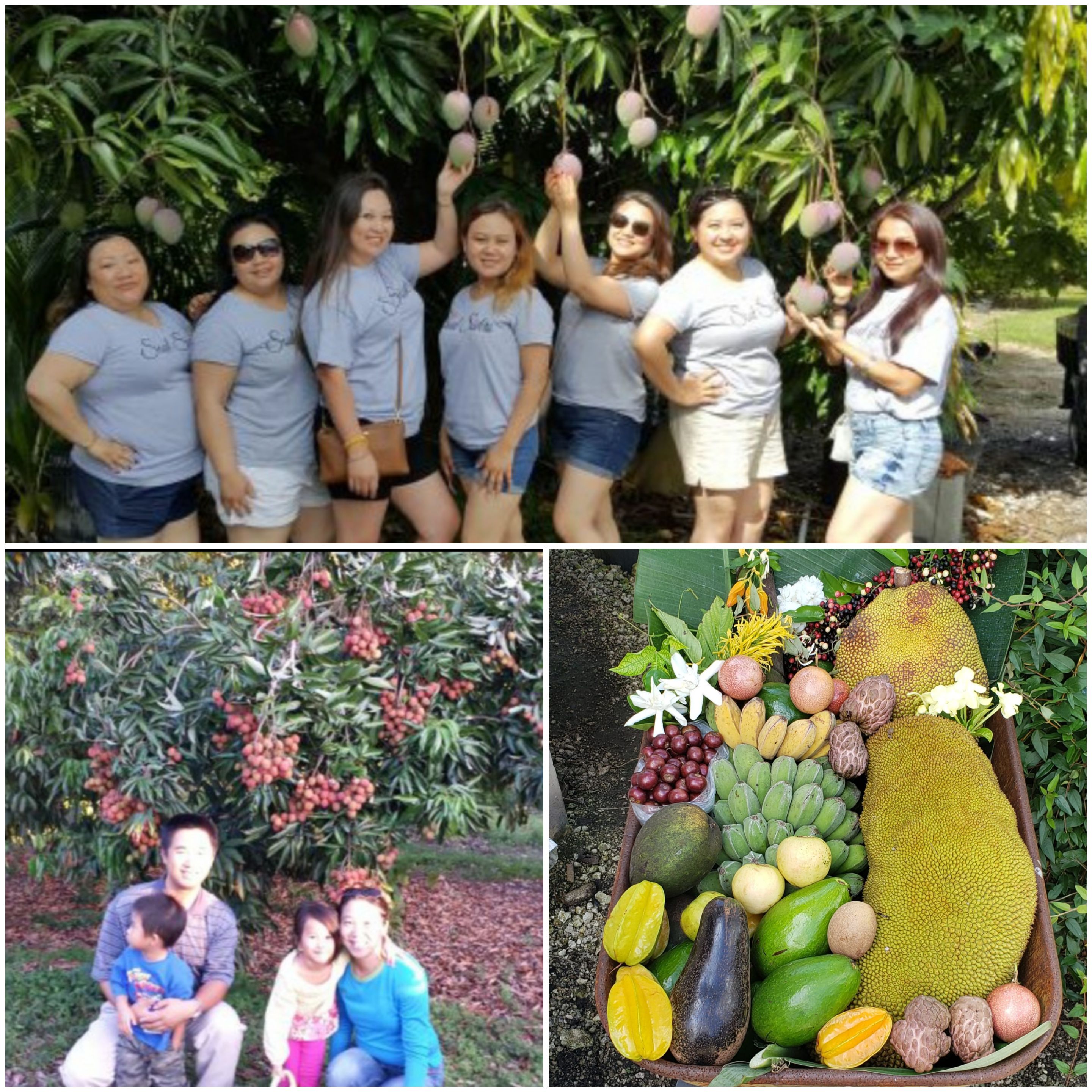 Homestead Florida fruit farm