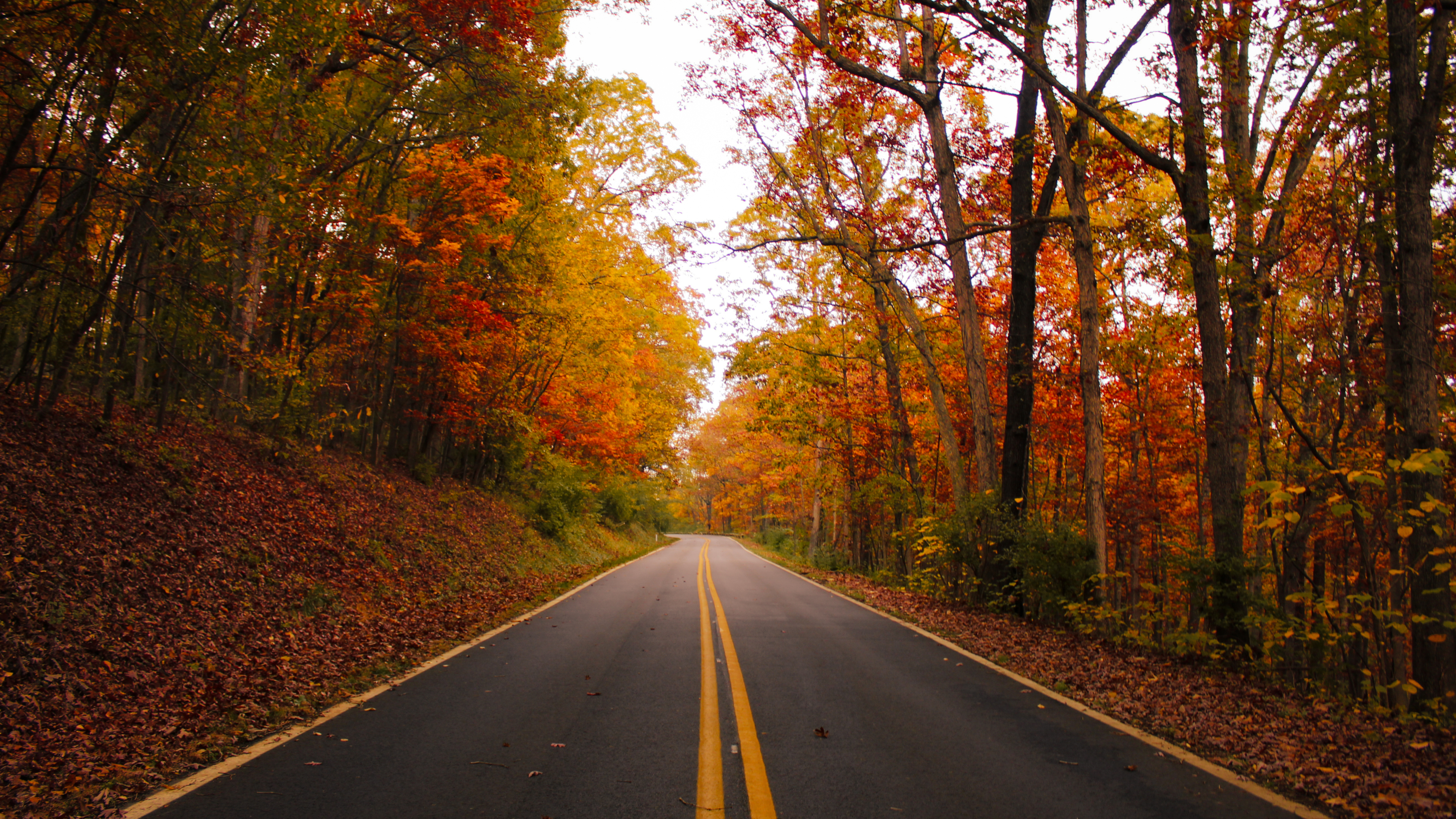 blue ridge parkway fall colors drive
