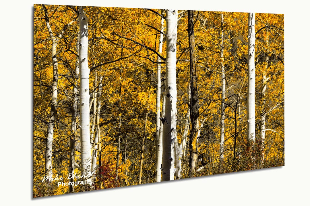 aspen-trees-colorado-fall-foliage-landscape