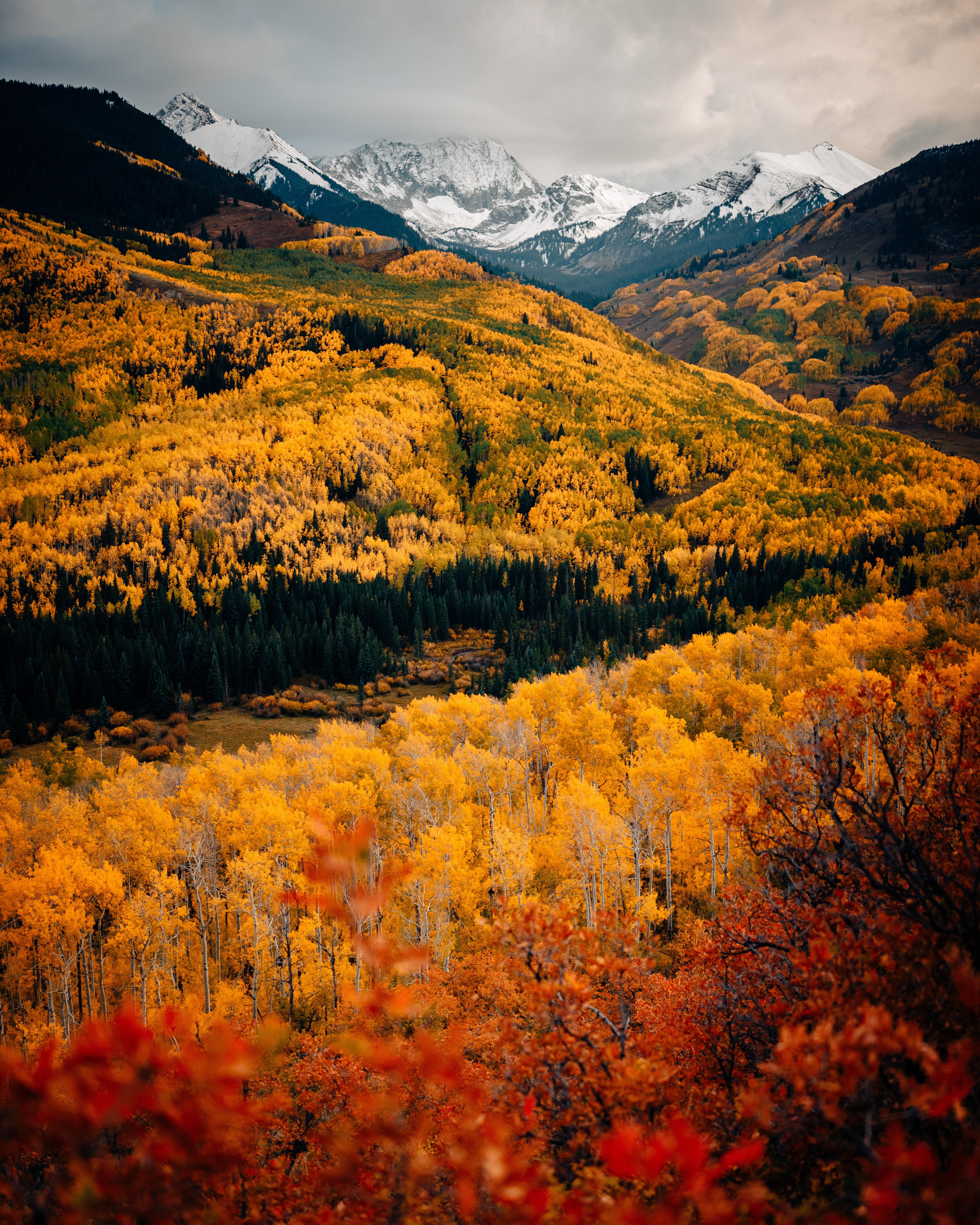 Aspen Colorado fall foliage