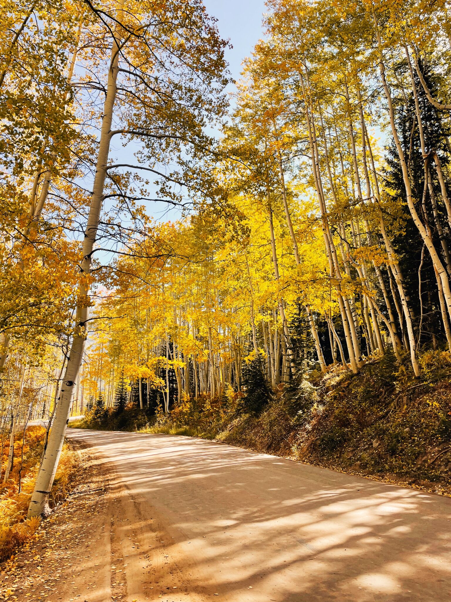 Kebler Pass aspen forest