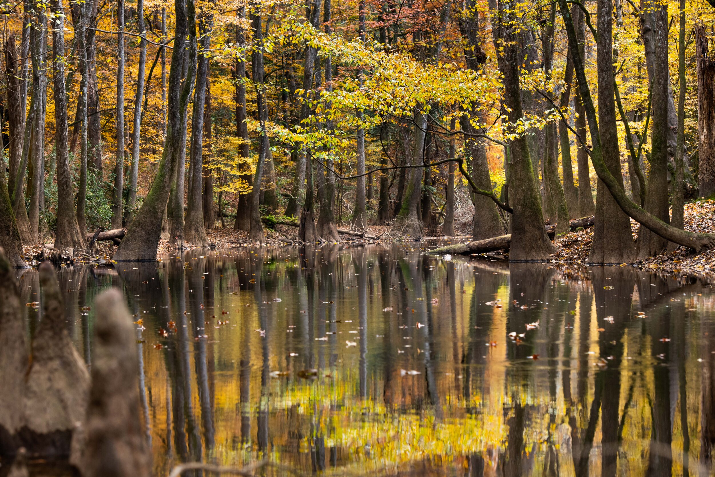 Congaree National Park fall colors
